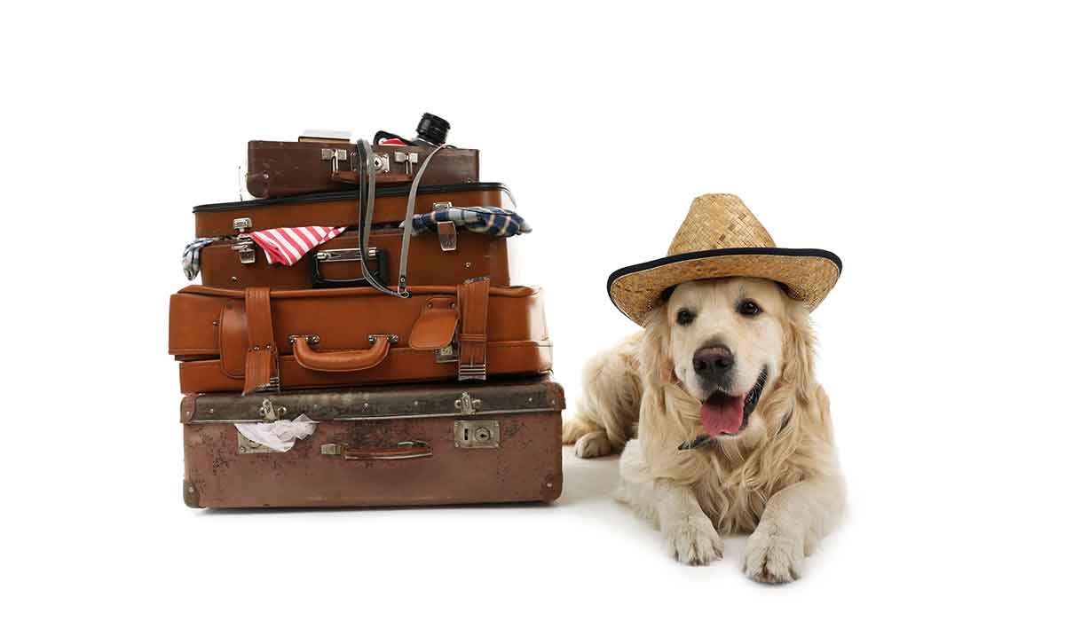 Prioritising the Safety and Well-being of Your Furry Friends