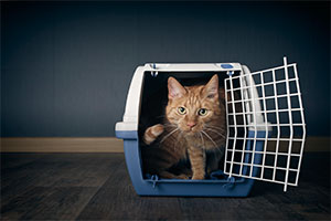 Prioritising the Safety and Well-being of Your Furry Friends